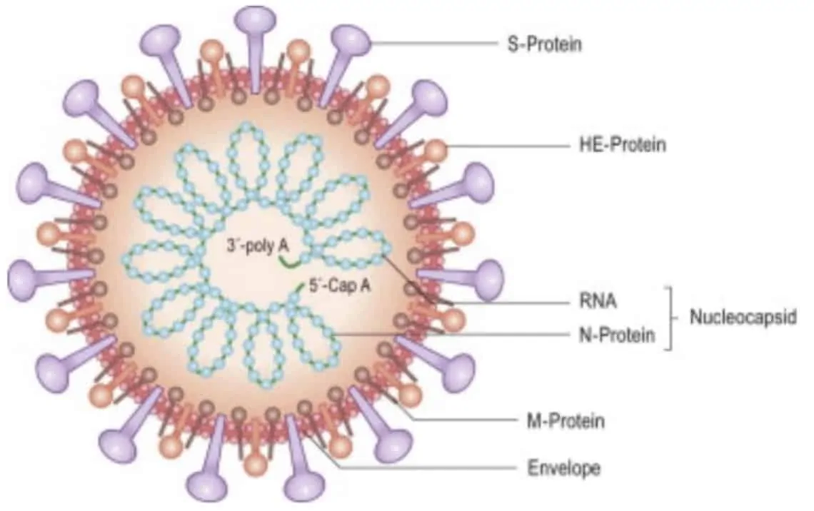 Diagram struktur coronavirus