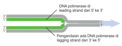 Kondisi hipotesis arah replikasi DNA