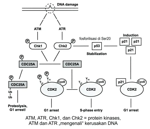 Checkpoint kerusakan DNA di G1