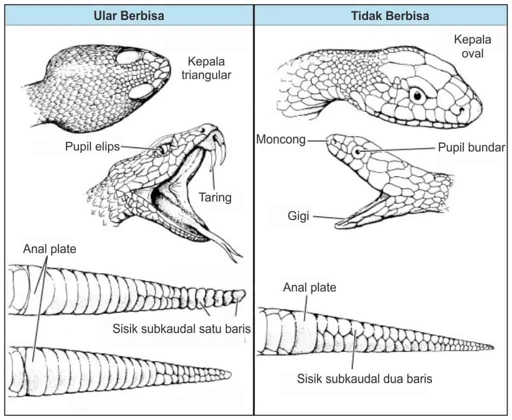 Ciri-ciri umum ular berbisa vs tidak berbisa