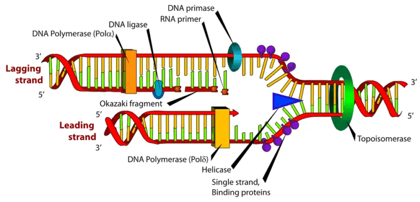 Diagram replikasi DNA