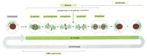 Fase mitosis