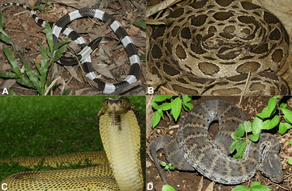 Gambar ular berbisa di Indonesia