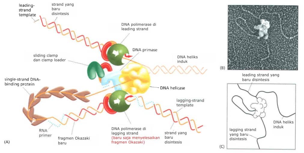 Garpu replikasi DNA aktif