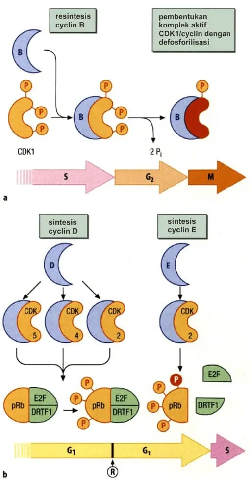 Pembentukan kompleks CDK-cyclin