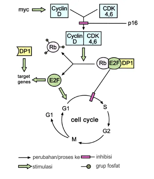 Kontrol siklus sel oleh pRb