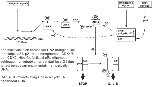 CDK, CKI, dan pRb dalam transisi G1/S
