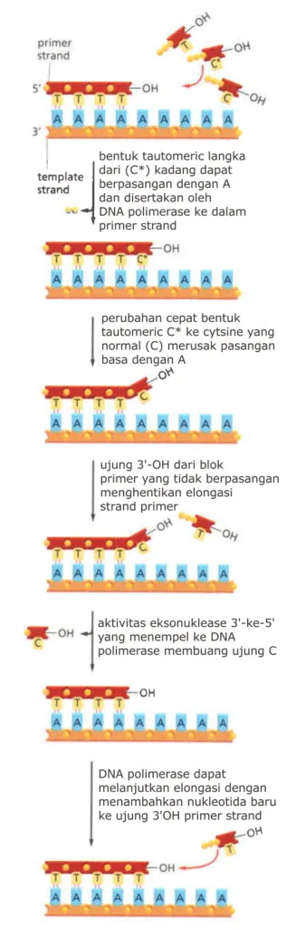 Proofreading oleh DNA polimerase