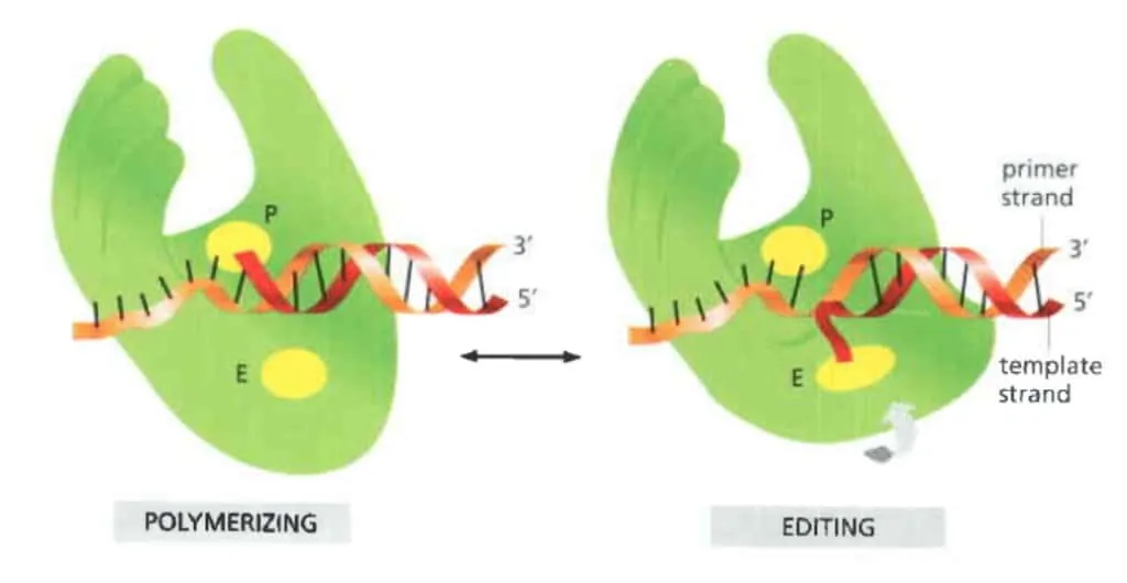 Proses editing oleh DNA polimerase