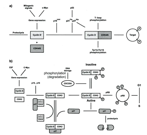 Regulasi cyclin D dan E