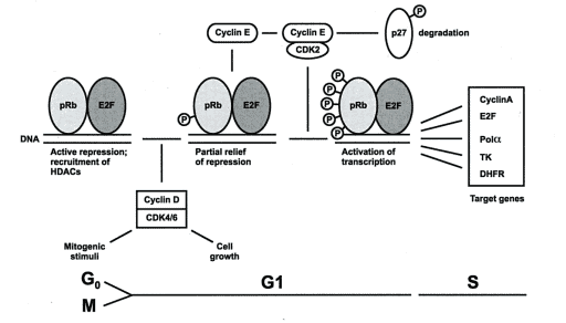 Peran cyclin dan pRb dalam transisi G0/G1.