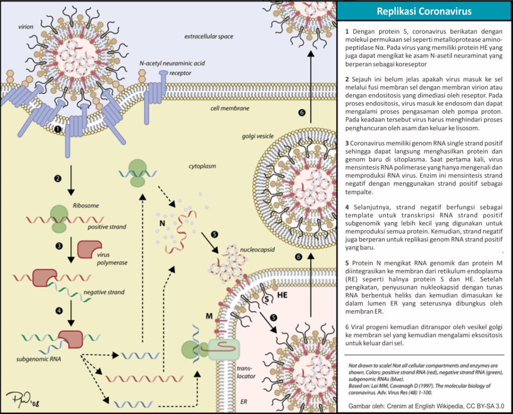 Siklus replikasi coronavirus