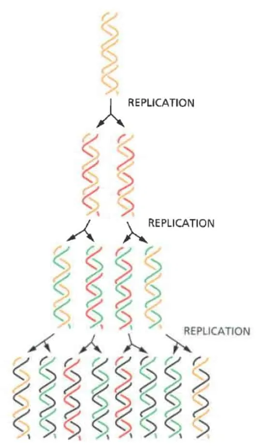 Sifat semikonservatid replikasi DNA