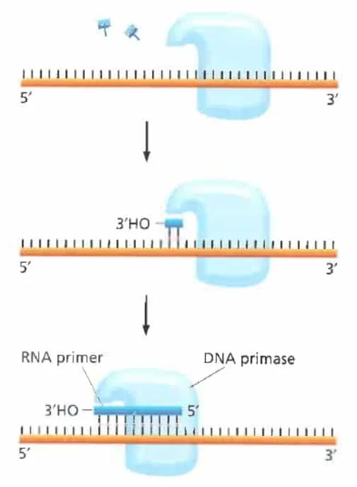 Sintesis RNA primer oleh DNA primase