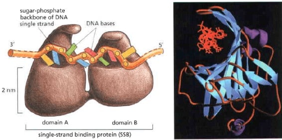 Struktur single-strand DNA-binding (SSB) protein