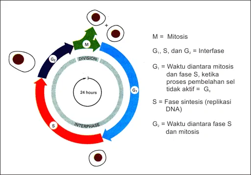 Bagan tahapan siklus sel