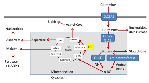 Peran glutamin sebagai alternatif acetyl CoA dalam metabolisme