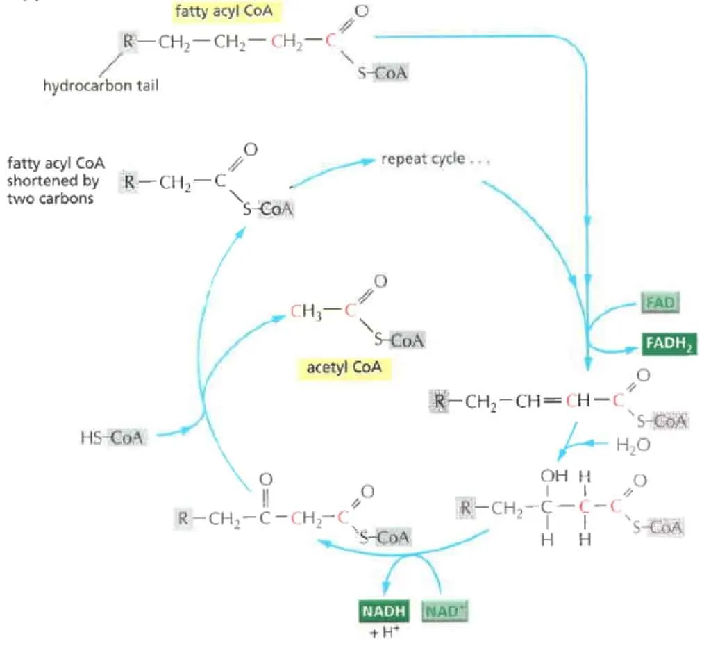 Proses okasidasi asam lemak menjadi acetyl-CoA
