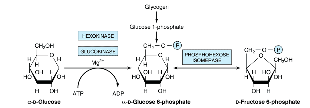 Glikolisis dari glikogen