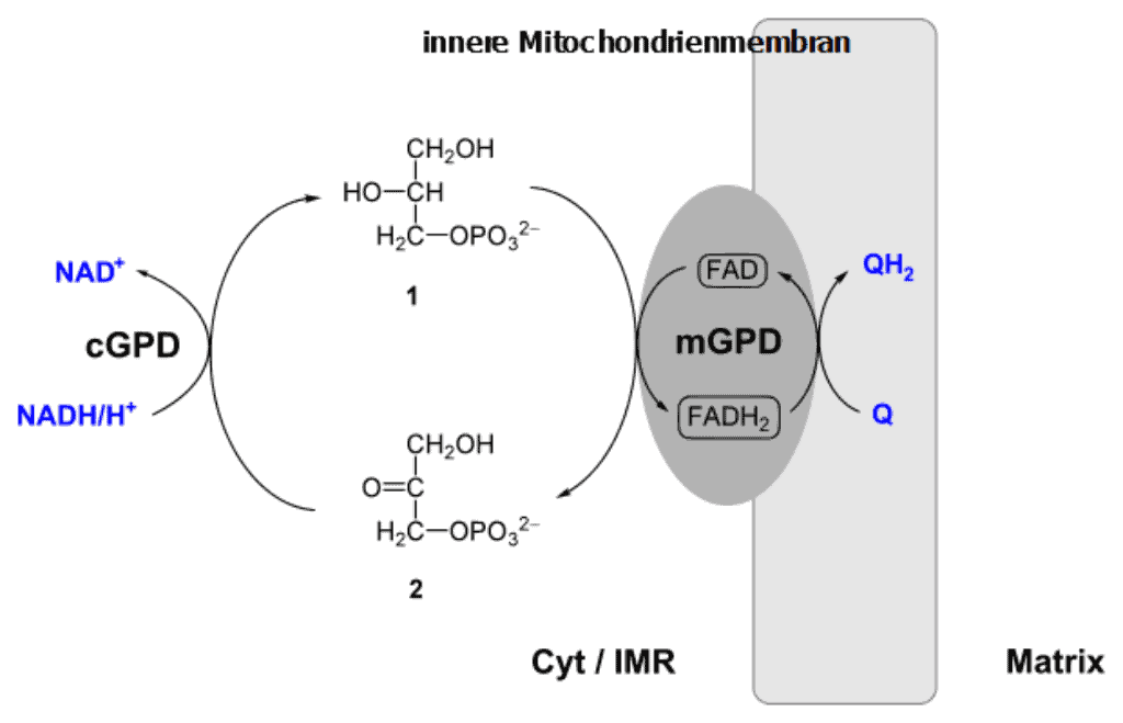 Glycerol-3-phosphate shuttle
