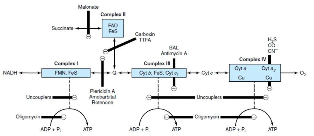 Inhibitor rantai transpor elekton