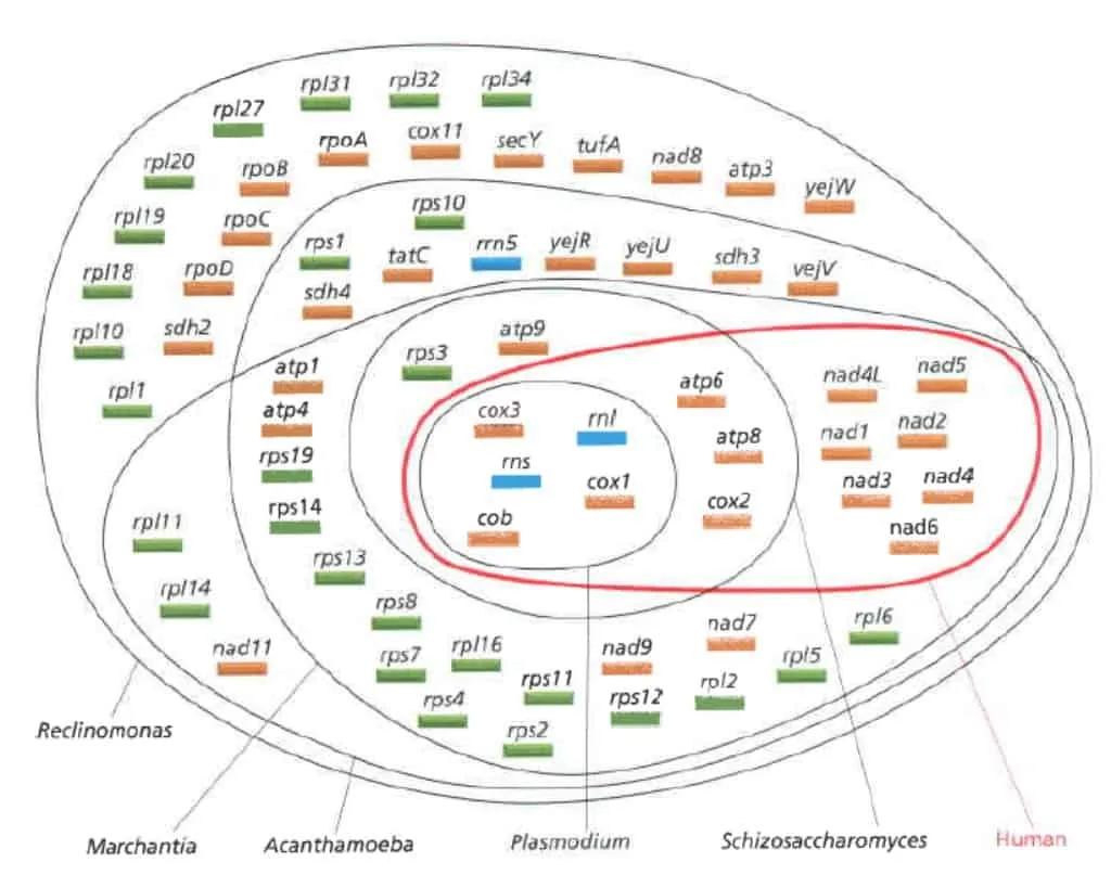 Perbandingan genom DNA mitokondria manusia dengan beberapa makhluk lain
