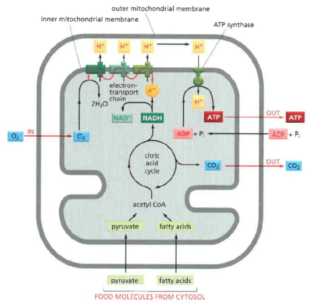 Ringkasan cara mitokondria memproduksi energi berupa ATP