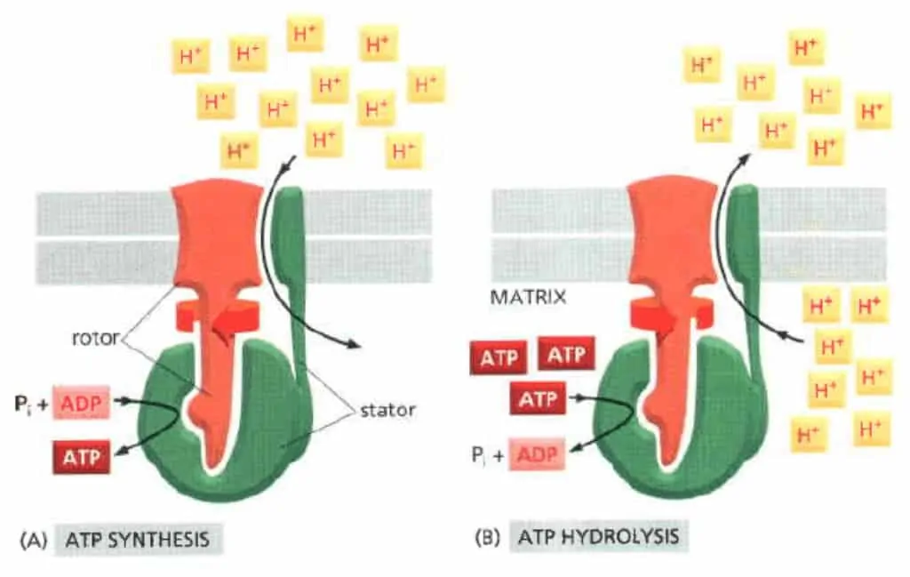 Sifat reversibel ATP-sintase