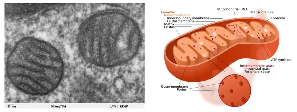 Struktur umum mitokondria