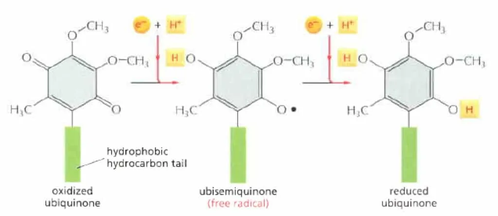 Struktur molekul quinone