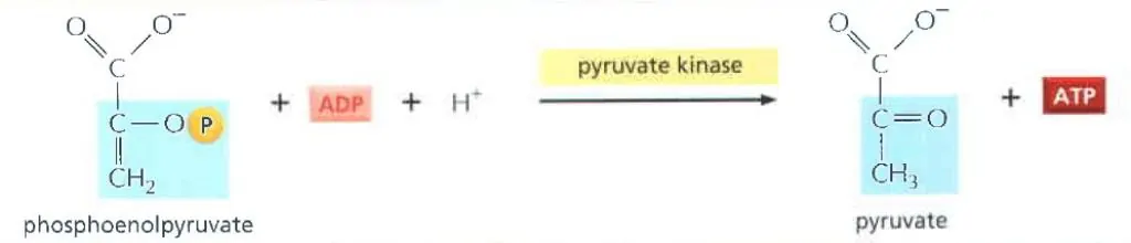 Tahap kesepuluh reaksi glikolisis