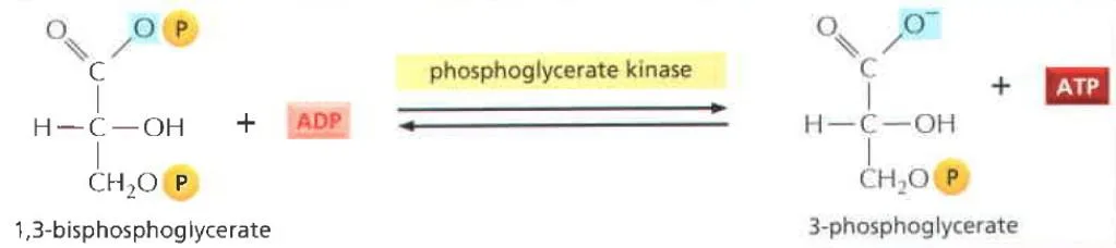 Tahap ketujuh glikolisis