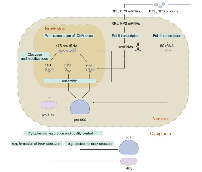 Biosintesis ribosom pada eukariota