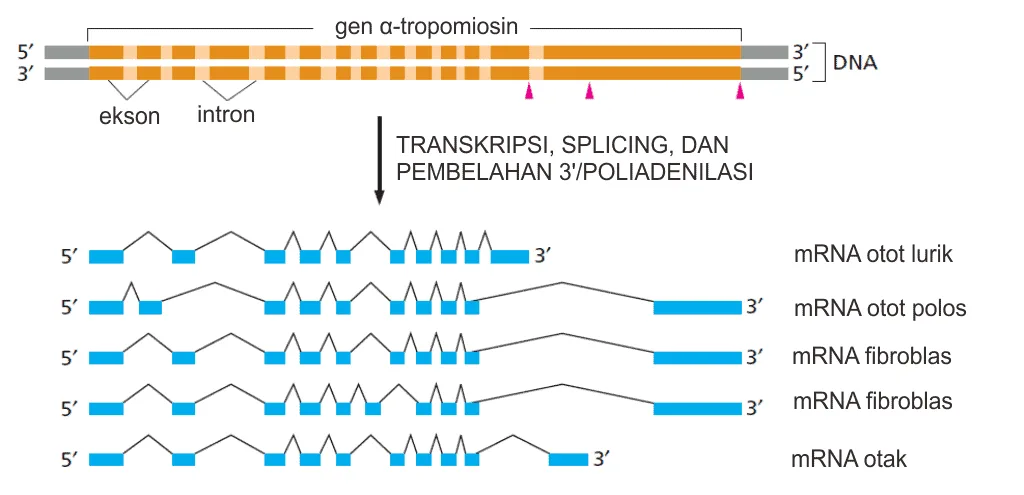 Contoh alternative splicing pada gen α-tropomiosin dari tikus