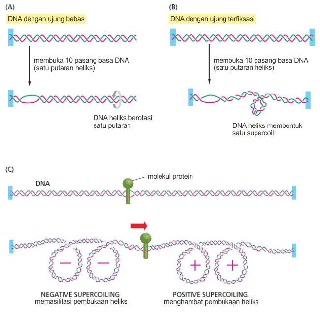 Supercoiling DNA pada proses tranksripsi DNA