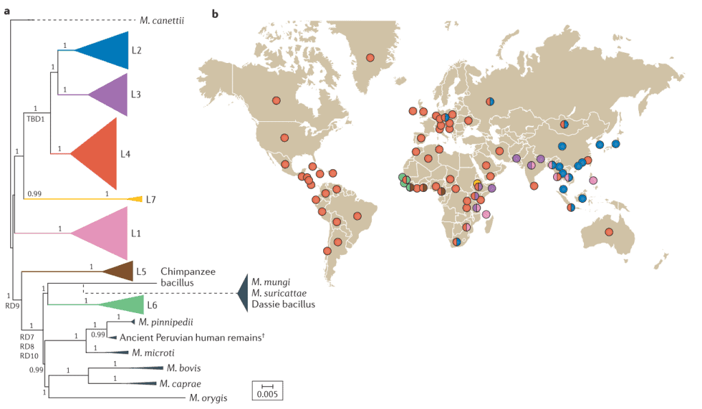 Sebaran geografis filogeni Mycobacterium tuberculosis