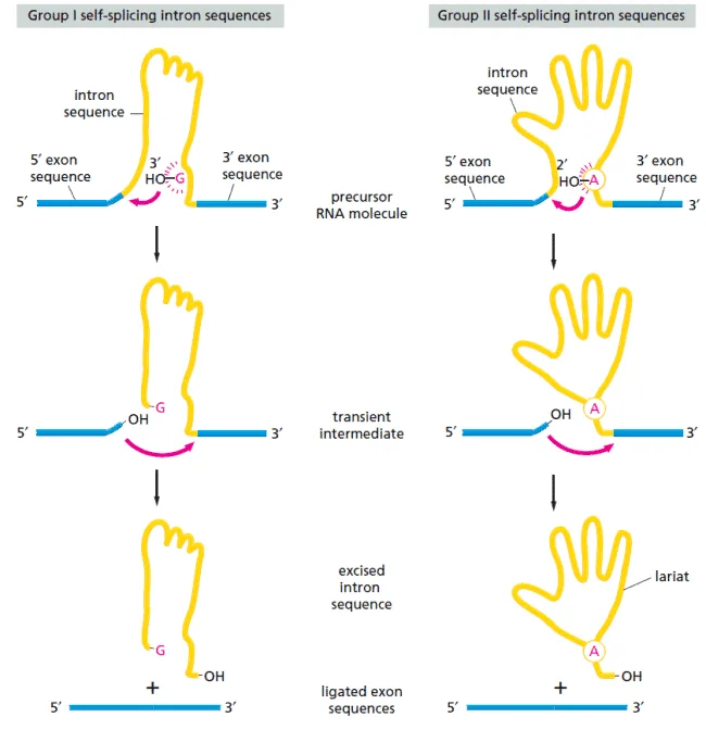 Dua kelas self-splicing intron