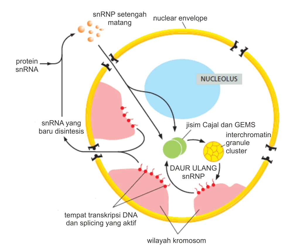 Gambar skematik struktur subnuklear