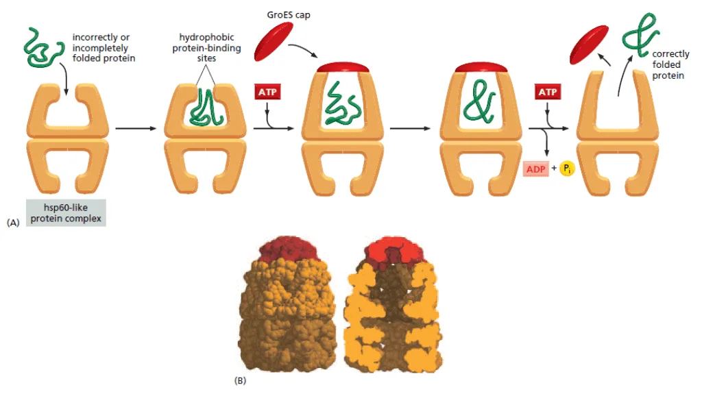 Keluarga protein Hsp60