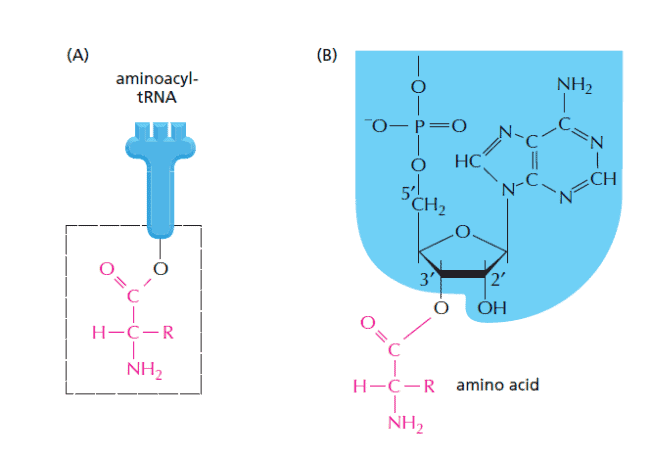 Jenis ikatan asam amino dengan tRNA