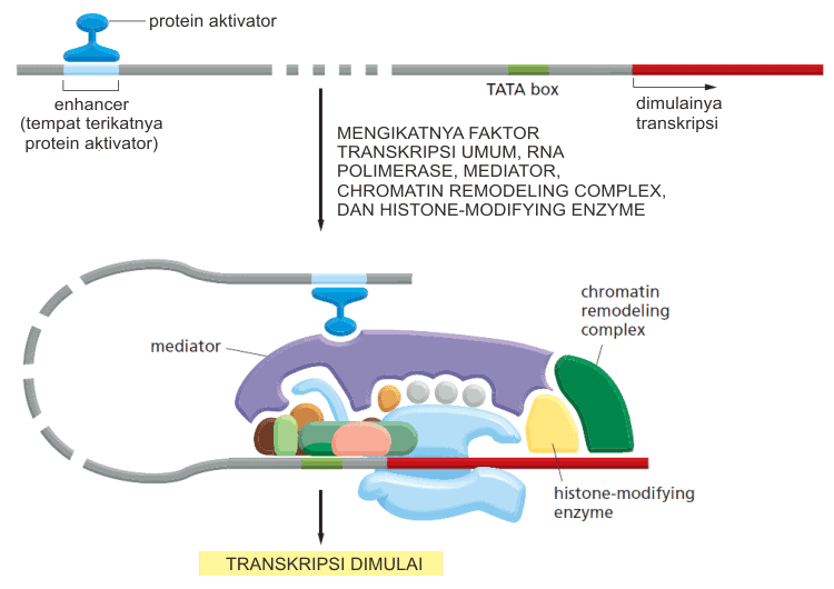 Inisiasi transkripsi DNA oleh RNA polimerase II pada eukariota