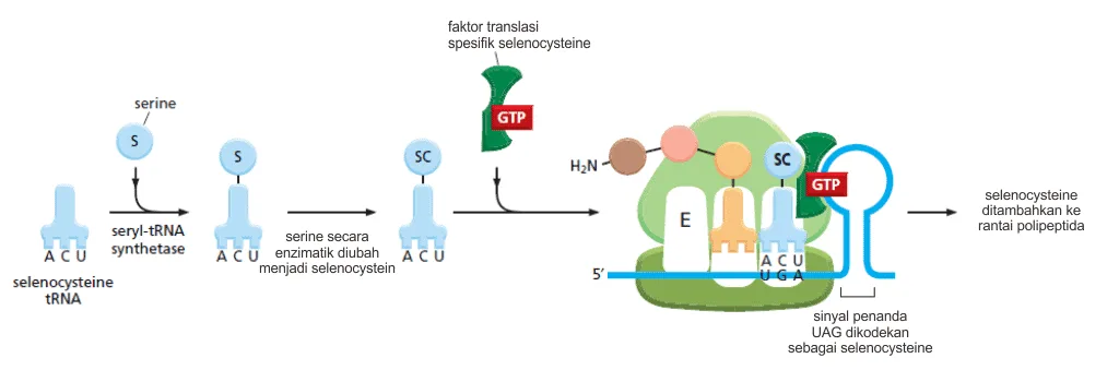 Mekanisme inkorporasi selenocysteine pada proses sintesis protein