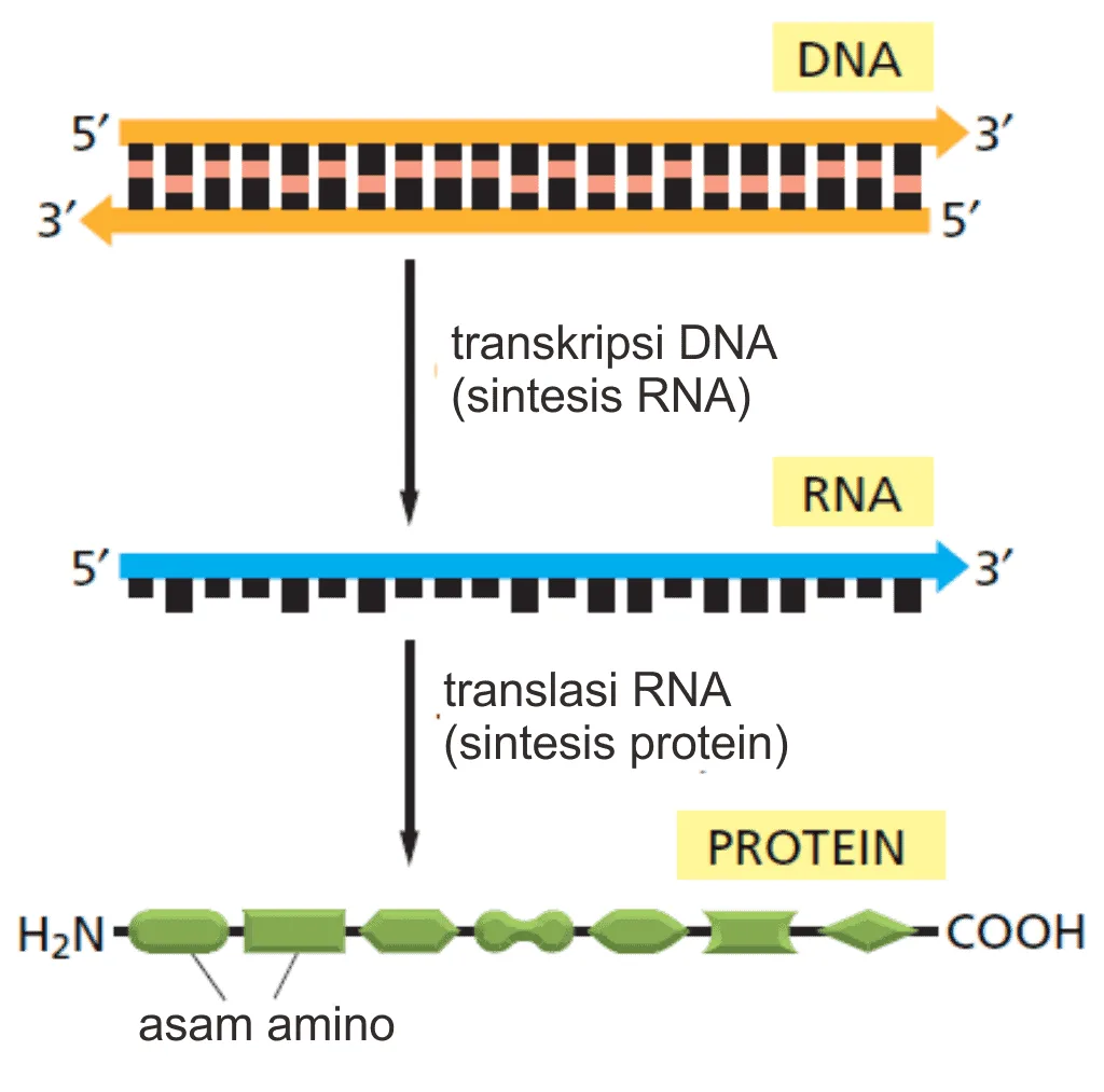 Jalur sintesis protein dari DNA