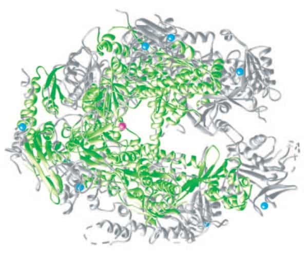 Persamaan struktur RNA polimerase II dengan RNA polimerase bakteri.