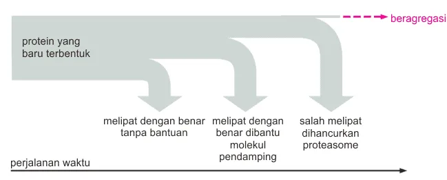 Mekanisme kontrol kualitas pelipatan protein