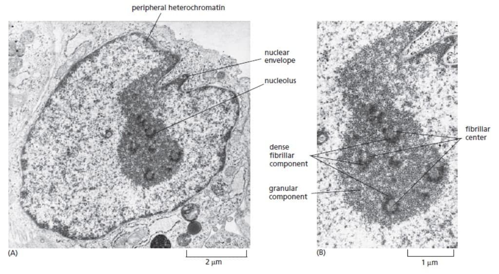 Mikrograf mikroskop elektron nukleus fibroblas manusia