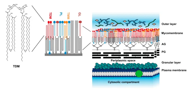 Model struktur dinding sel mycobacterium
