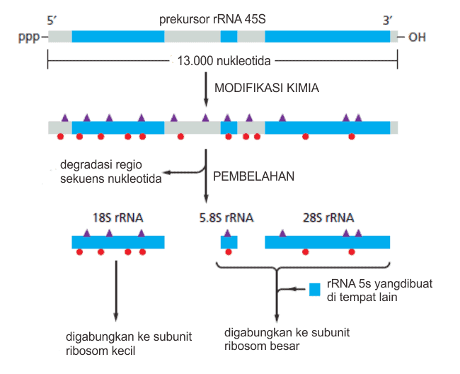 Modifikasi prekursor rRNA 45S eukariota dan membentuk tiga rRNA yang terpisah