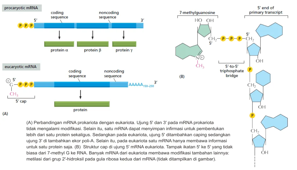 Modifikasi ujung 5' pada mRNA eukariota