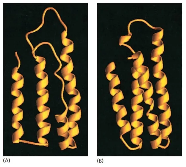 Struktur molten globule dari protein yang baru disintesis